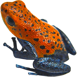 Boca De Colubre Frog